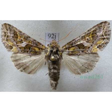 Trachea atriplicis (Linnaeus, 1758) male Agatówka łobodnica Czech92j